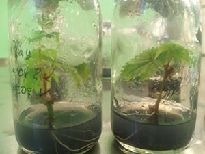 Microcloning of plants - currant