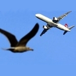 БПЛА захистять літаки від птахів