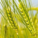 Жито озиме - особливості росту і підбору дози добрив